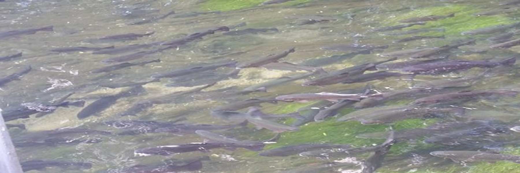 Fish in Castalia-Cold Creek